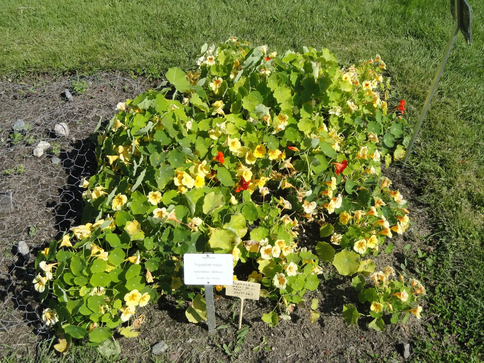 Garden Nasturtium (Tropaeolum Majus) — it boasts rounded leaves and trumpet-shaped flowers that can range from pale yellow to rich red hues, image 82