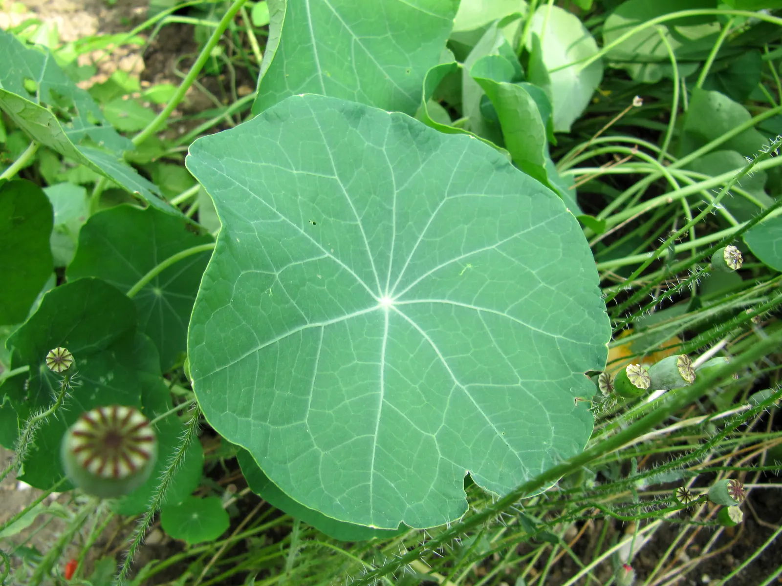 Garden Nasturtium (Tropaeolum Majus) — Its edible blooms and leaves add a peppery flavor to dishes; the leaves of the Nasturtium are nearly as round as its