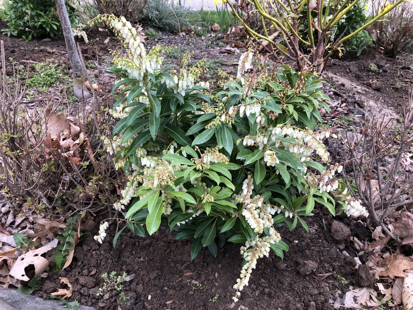 Mountain Fire Japanese Pieris (Pieris Japonica 'Mountain Fire') — showcases fiery red young foliage that matures to deep green