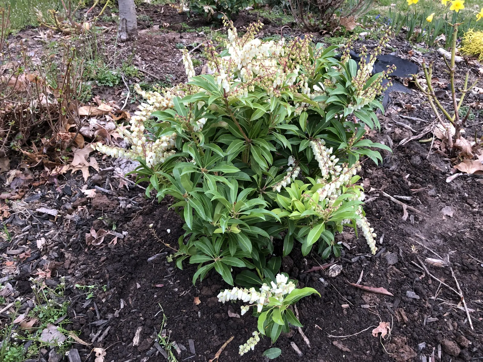 Mountain Fire Japanese Pieris (Pieris Japonica 'Mountain Fire') — providing a dramatic contrast through the seasons