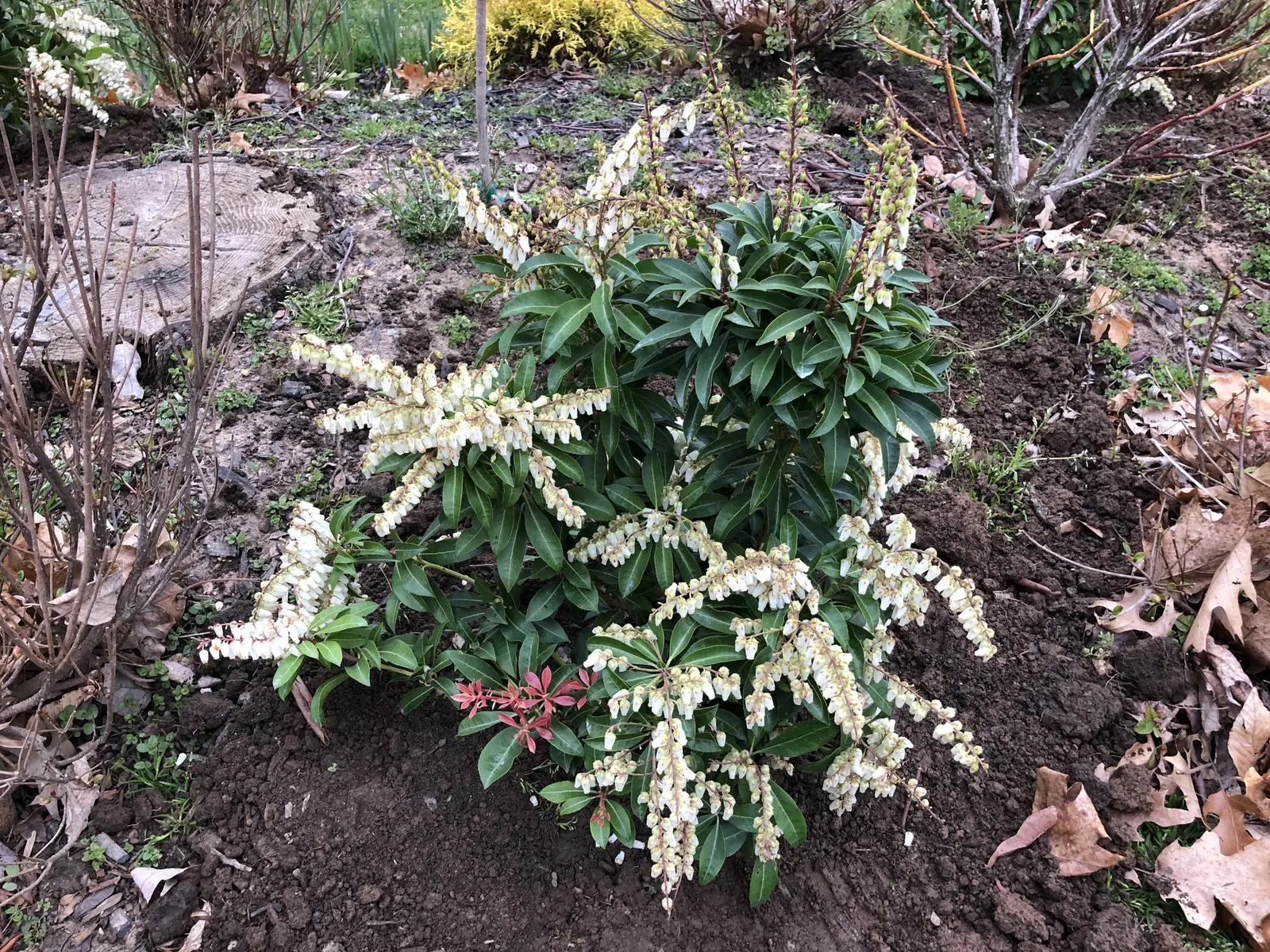 Mountain Fire Japanese Pieris (Pieris Japonica 'Mountain Fire') — commonly known as the Mountain Fire Lily of the Valley