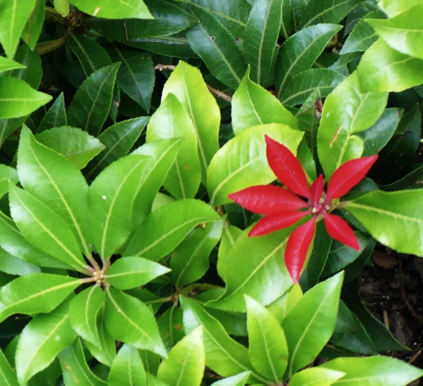 Mountain Fire Japanese Pieris (Pieris Japonica 'Mountain Fire') — or as part of mixed shrubberies