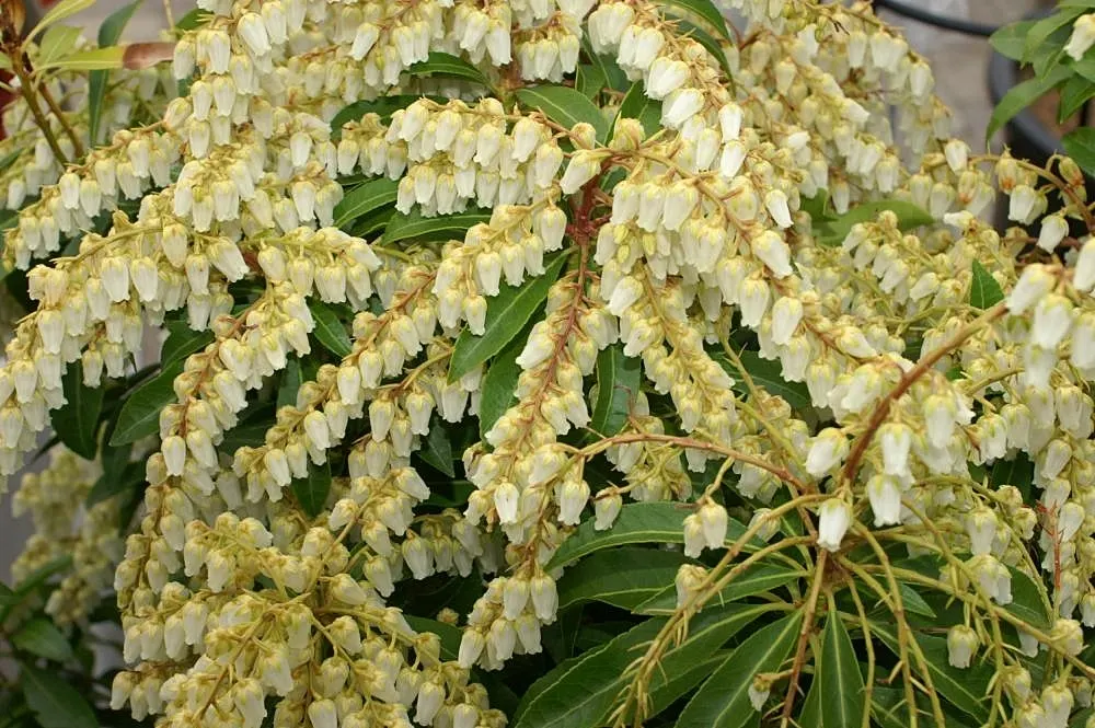 Mountain Fire Japanese Pieris (Pieris Japonica 'Mountain Fire') — broadleaf evergreen / shrub for half or shade