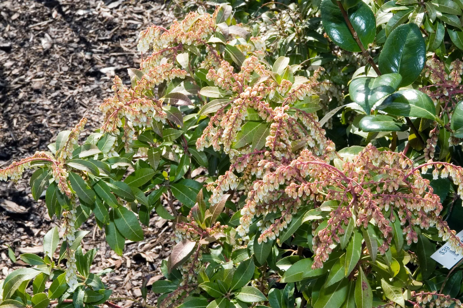 Mountain Fire Japanese Pieris (Pieris Japonica 'Mountain Fire') — commonly known as the Mountain Fire Lily of the Valley; broadleaf evergreen / shrub for half