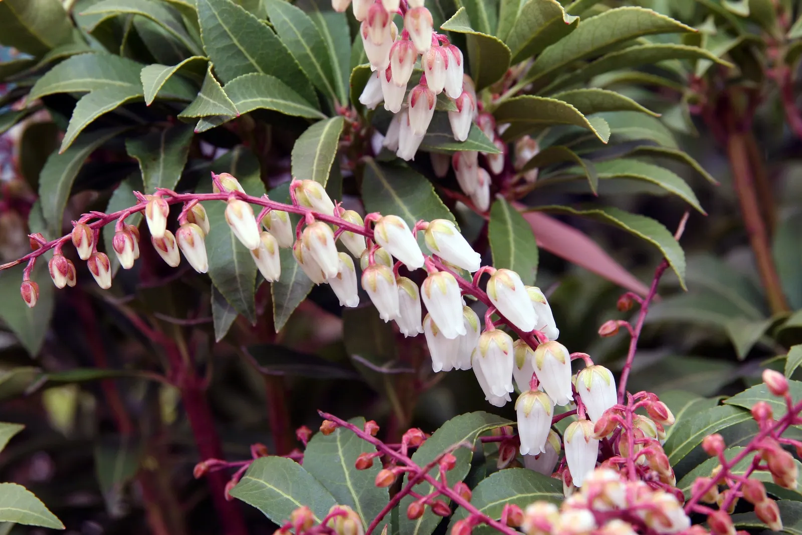 Mountain Fire Japanese Pieris (Pieris Japonica 'Mountain Fire') — This slow to moderate grower prefers well-drained, acidic soil and thrives in full sun to