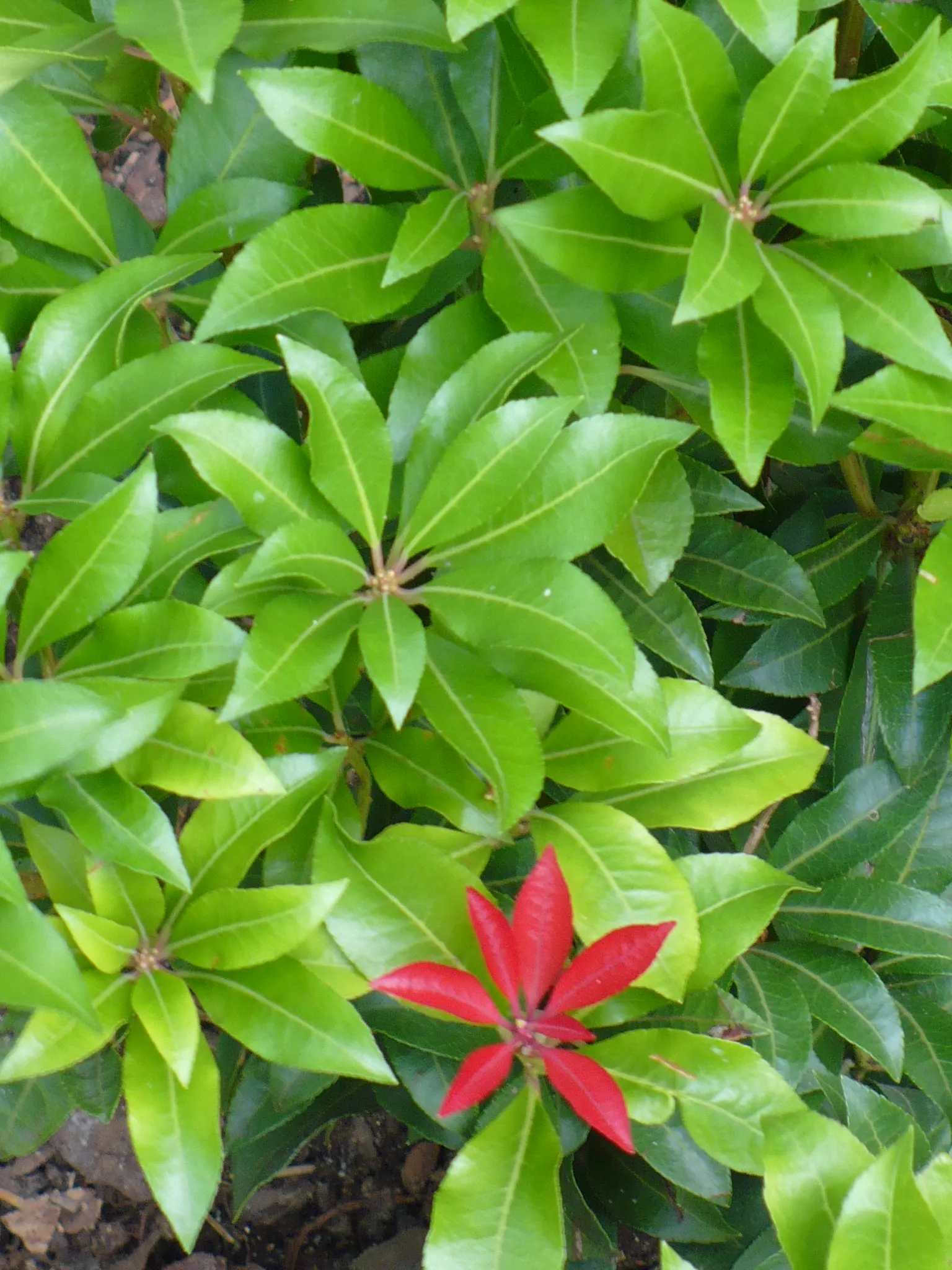 Mountain Fire Japanese Pieris (Pieris Japonica 'Mountain Fire') — Mountain Fire reaches a mature height of 4 to 8 feet with a similar spread