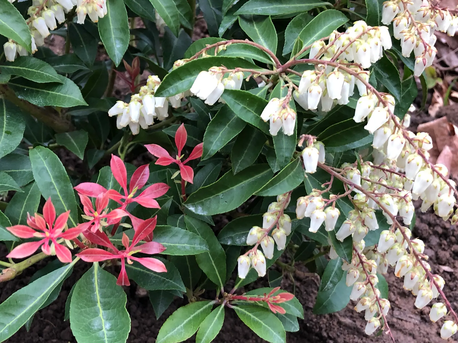 Mountain Fire Japanese Pieris (Pieris Japonica 'Mountain Fire') — making it an excellent choice for foundation plantings
