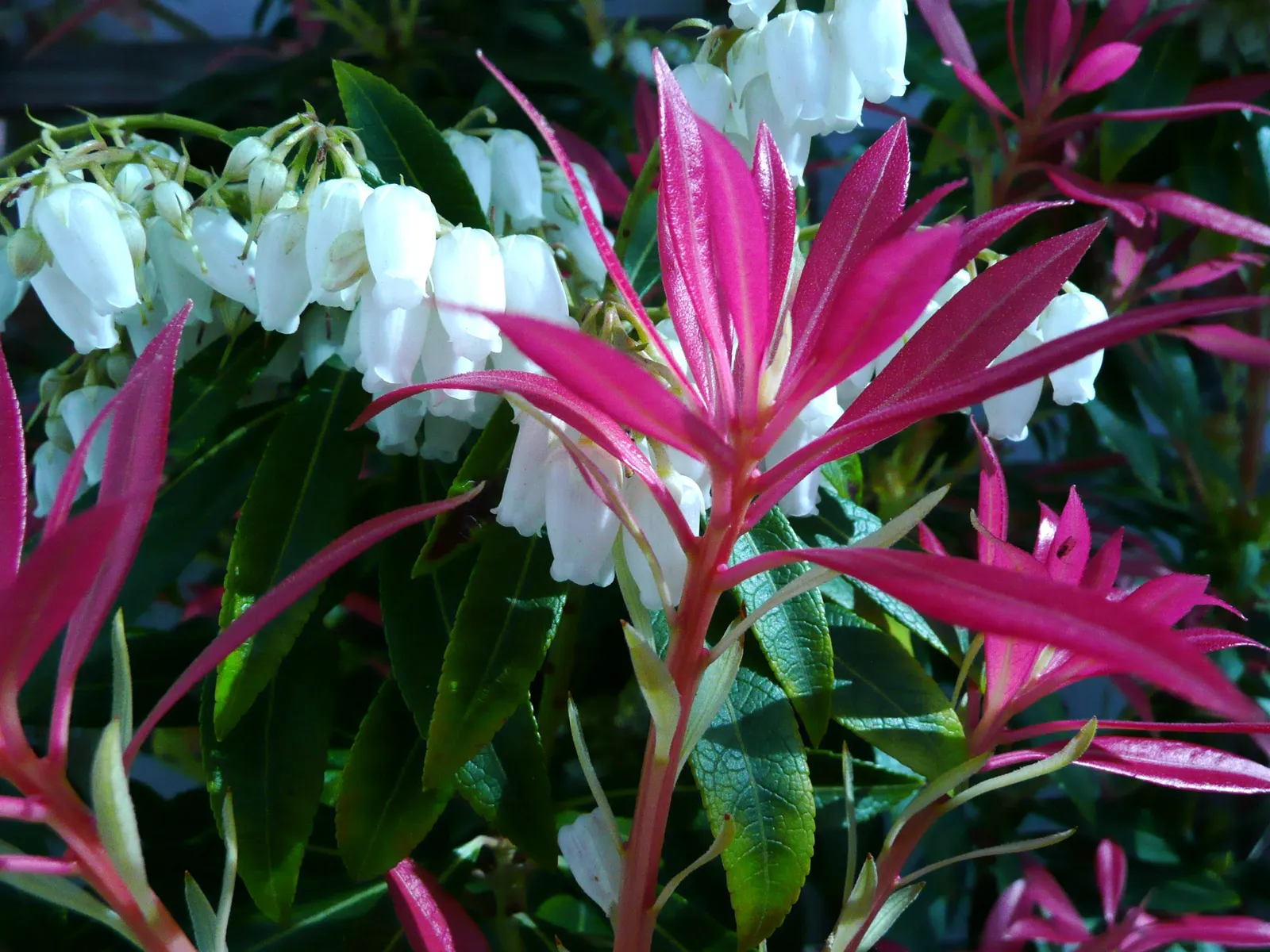 Mountain Fire Japanese Pieris (Pieris Japonica 'Mountain Fire') — It blooms with cascades of white bell-shaped flowers in early spring