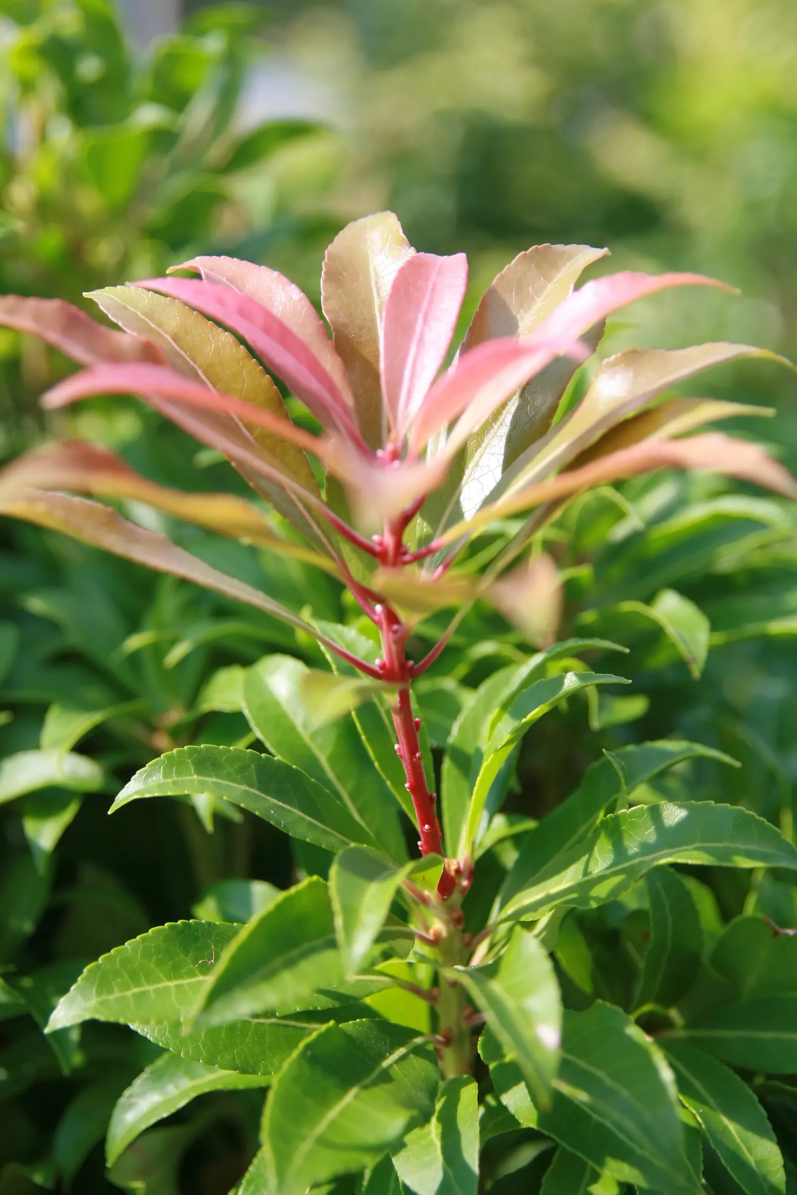 Mountain Fire Japanese Pieris (Pieris Japonica 'Mountain Fire') — particularly in the first growing season to establish an extensive root system