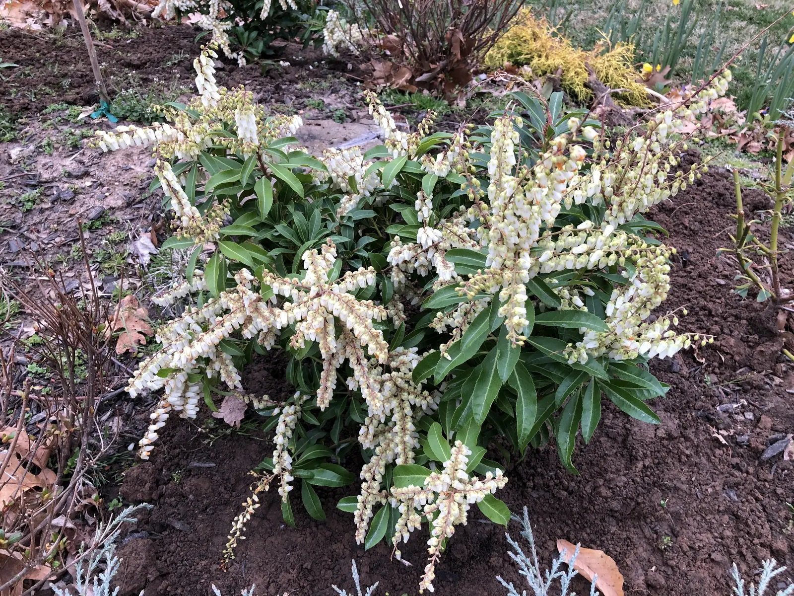 Mountain Fire Japanese Pieris (Pieris Japonica 'Mountain Fire') — which matures into a deep; white flowers in the garden
