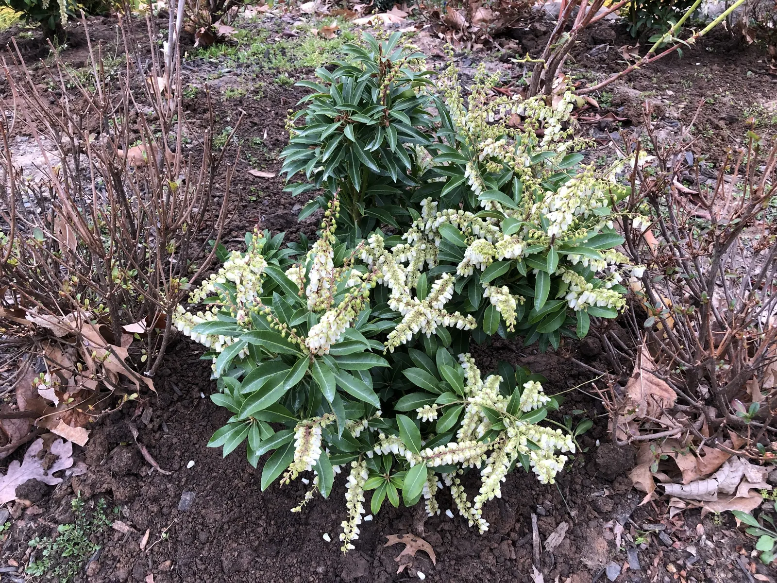 Mountain Fire Japanese Pieris (Pieris Japonica 'Mountain Fire') — exhibiting a creamy white hue against the vibrant new growth.<br><br>Typically