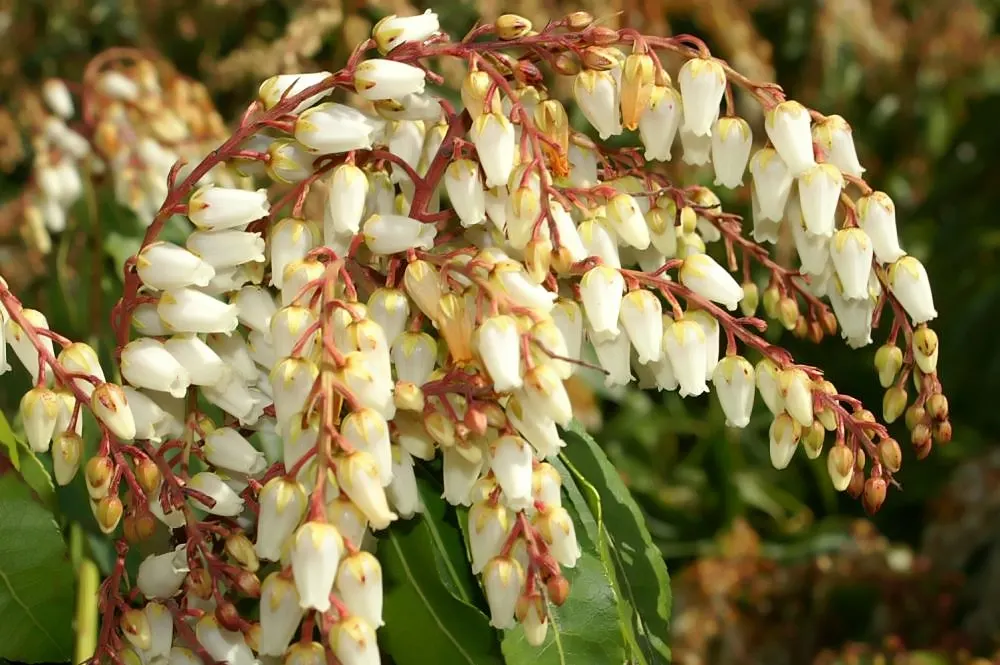 Mountain Fire Japanese Pieris (Pieris Japonica 'Mountain Fire') — it thrives in part shade to full sun and reaches 4-8 ft in height with a 3-5 ft spread