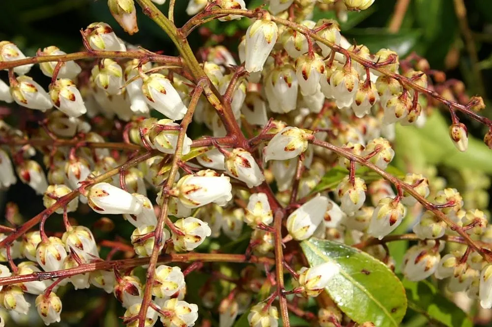 Mountain Fire Japanese Pieris (Pieris Japonica 'Mountain Fire') — It blooms with cascades of white bell-shaped flowers in early spring; regular watering is