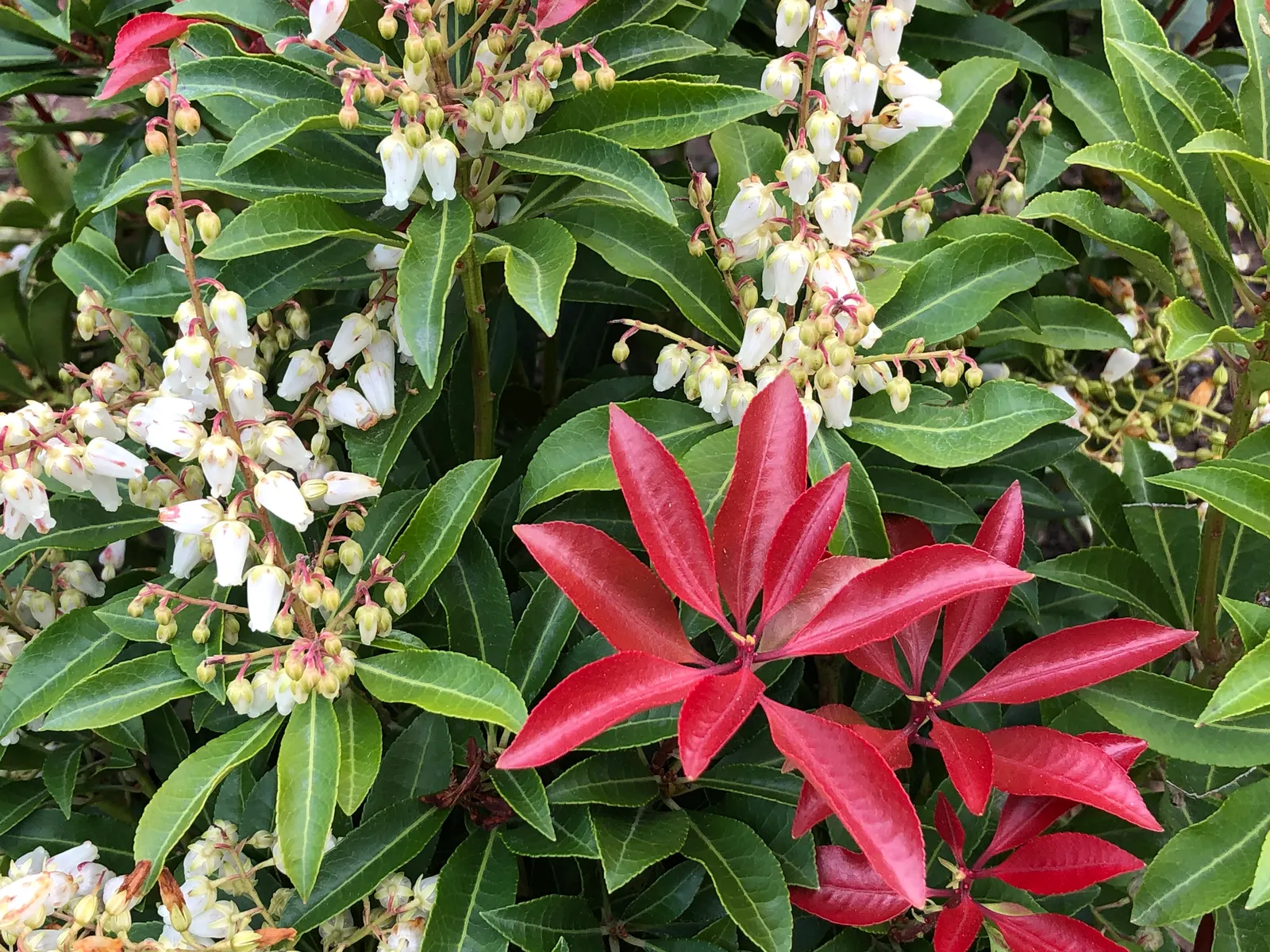 Mountain Fire Japanese Pieris (Pieris Japonica 'Mountain Fire') — Regular watering is important during dry spells