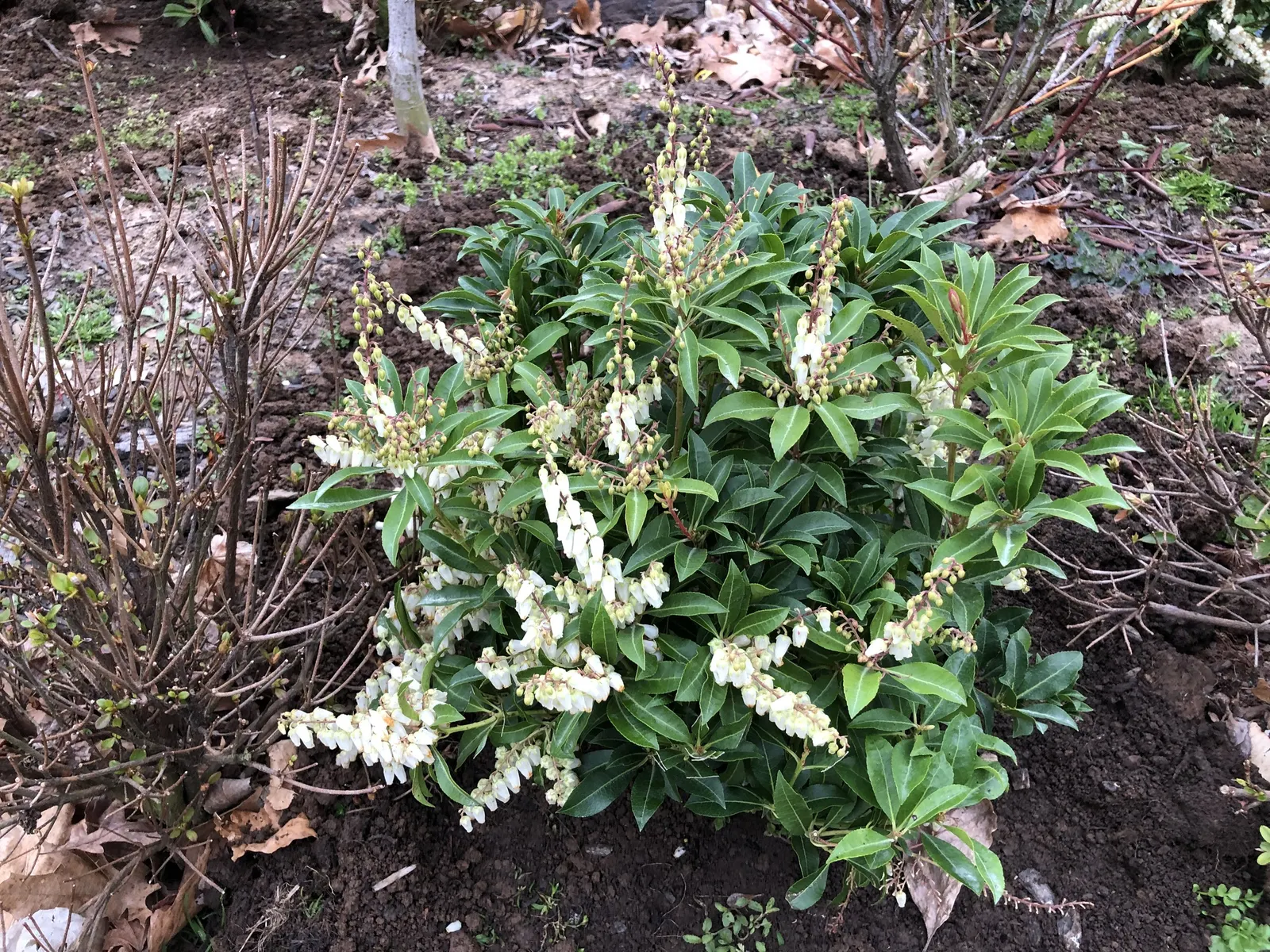 Mountain Fire Japanese Pieris (Pieris Japonica 'Mountain Fire') — white flowers in the garden