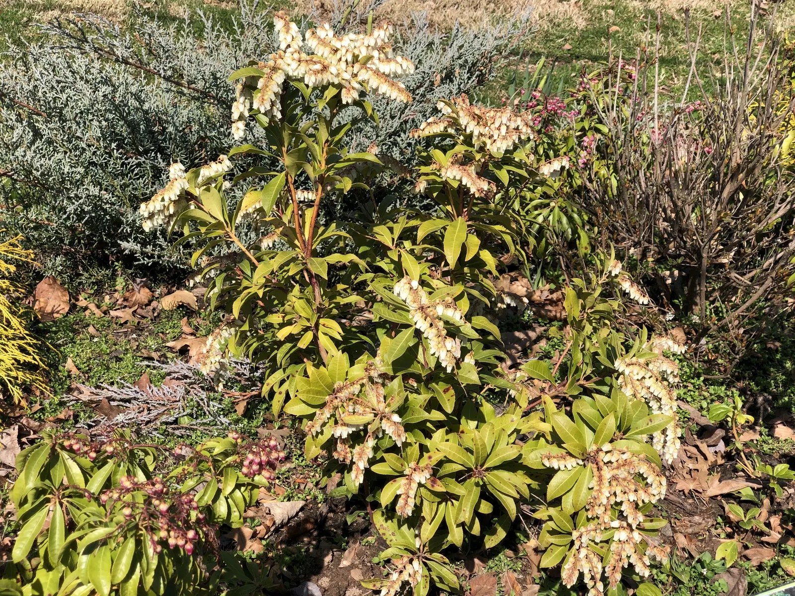 Mountain Fire Japanese Pieris (Pieris Japonica 'Mountain Fire') — Pieris japonica 'Mountain Fire,' a vibrant evergreen; ideally planted in acidic soil