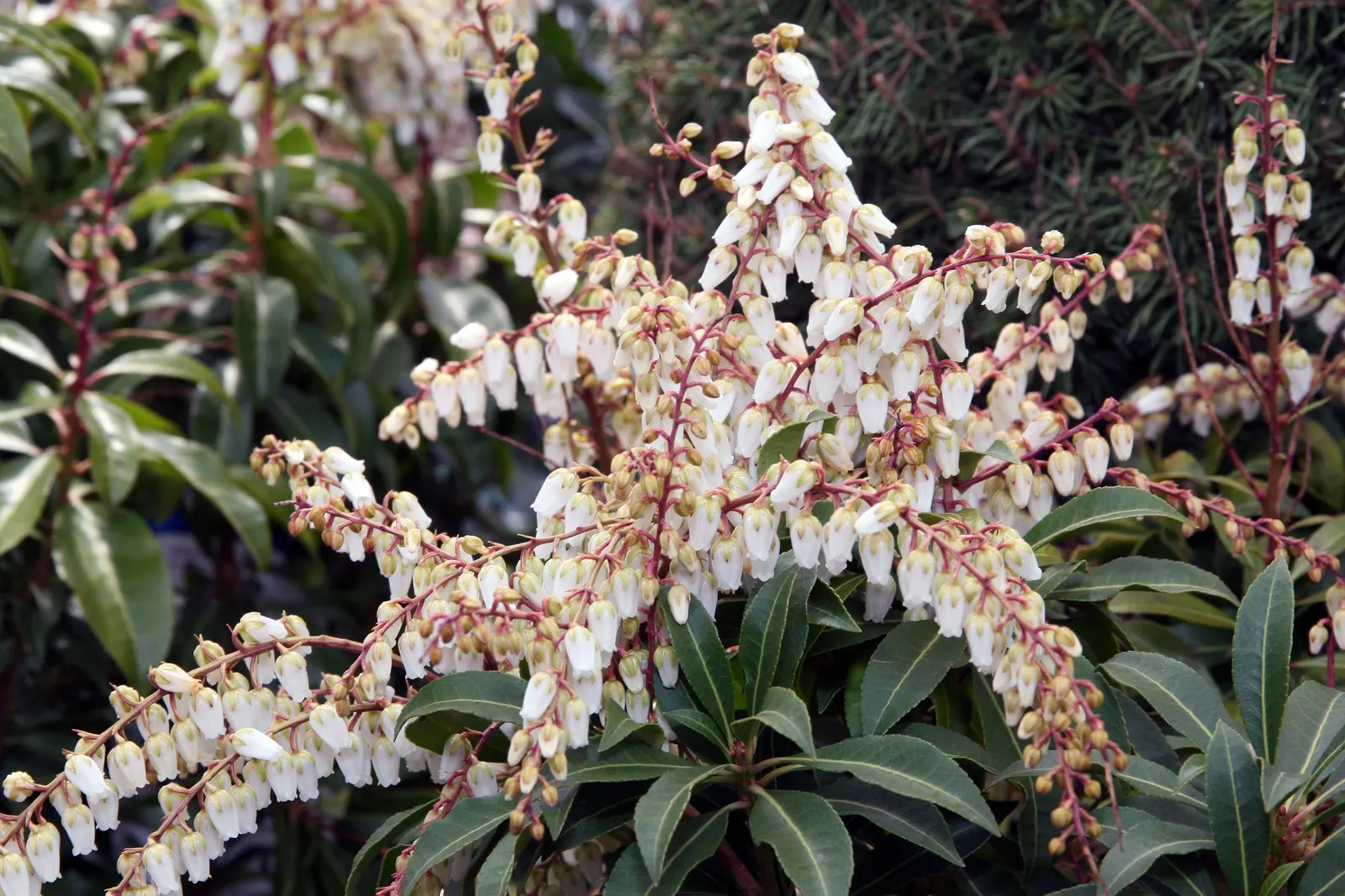 Mountain Fire Japanese Pieris (Pieris Japonica 'Mountain Fire') — Pieris japonica 'Mountain Fire,' a vibrant evergreen