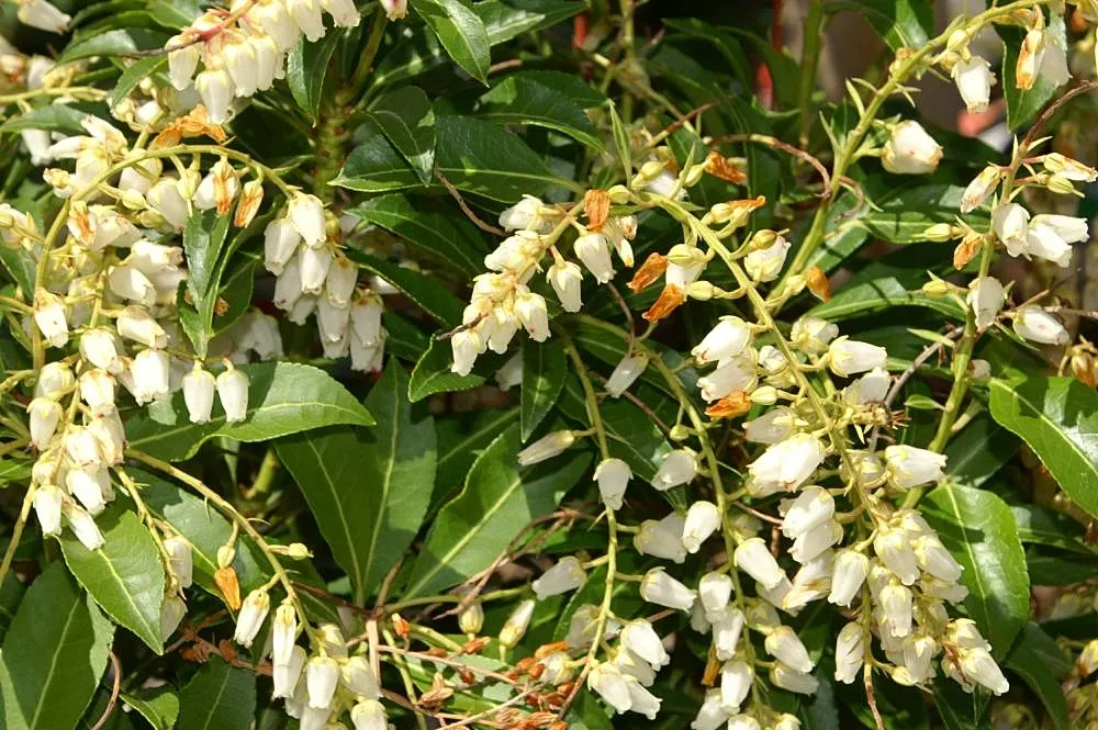 Mountain Fire Japanese Pieris (Pieris Japonica 'Mountain Fire') — providing a dramatic contrast through the seasons; it thrives in part shade to full sun and