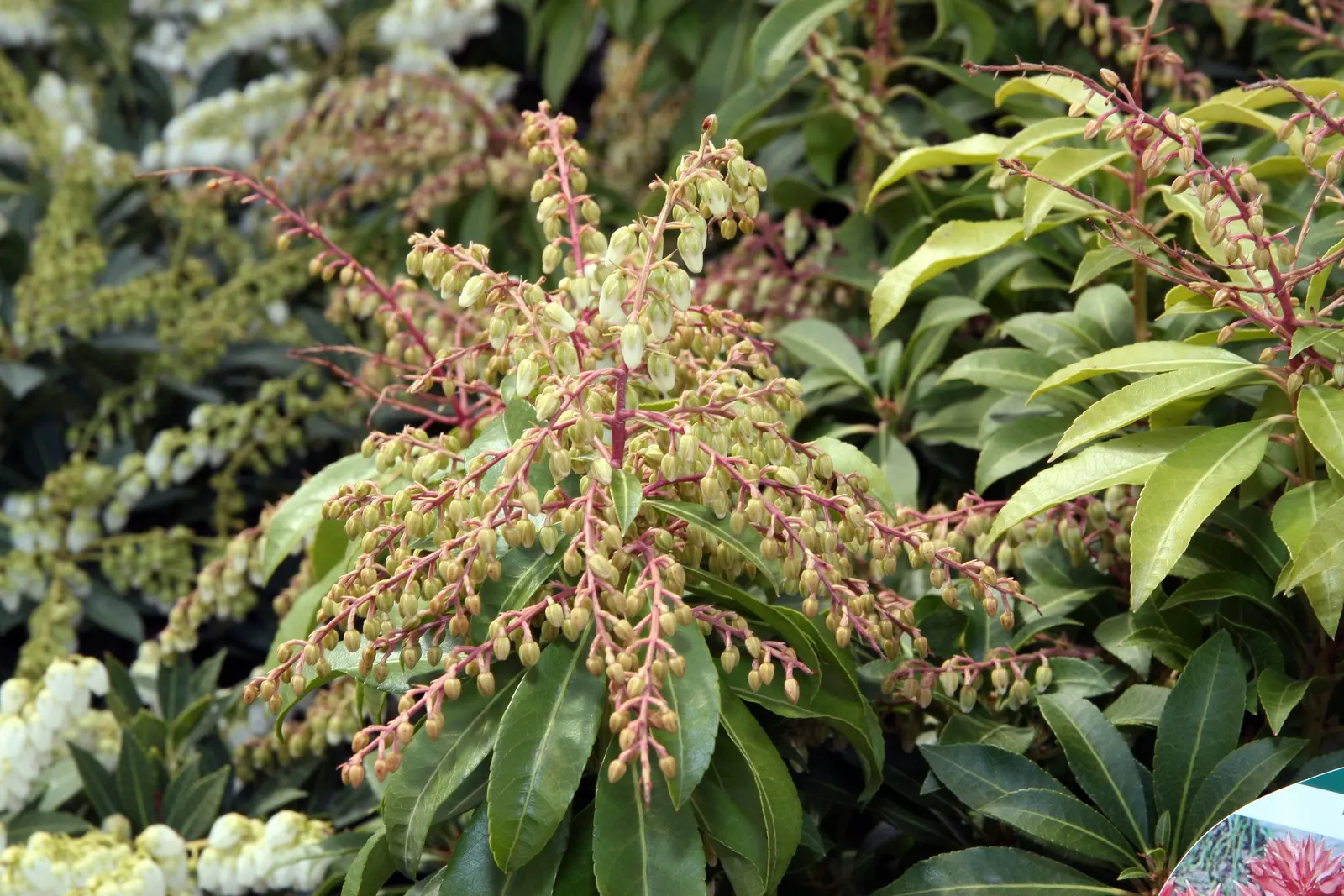 Mountain Fire Japanese Pieris (Pieris Japonica 'Mountain Fire') — This cultivar is renowned for its fiery red young foliage