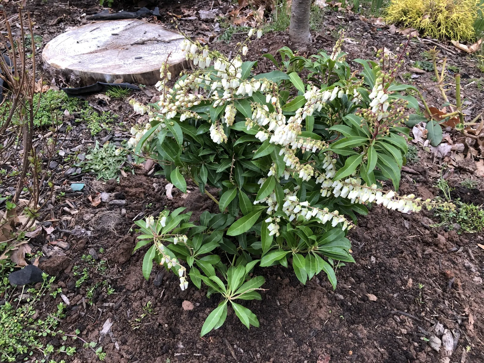 Mountain Fire Japanese Pieris (Pieris Japonica 'Mountain Fire') — reminiscent of the lily of the valley, image 35