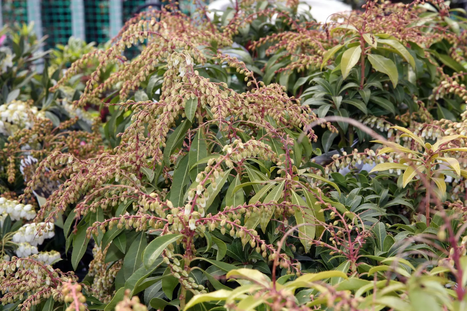 Mountain Fire Japanese Pieris (Pieris Japonica 'Mountain Fire') — This cultivar is renowned for its fiery red young foliage; mountain Fire reaches a mature