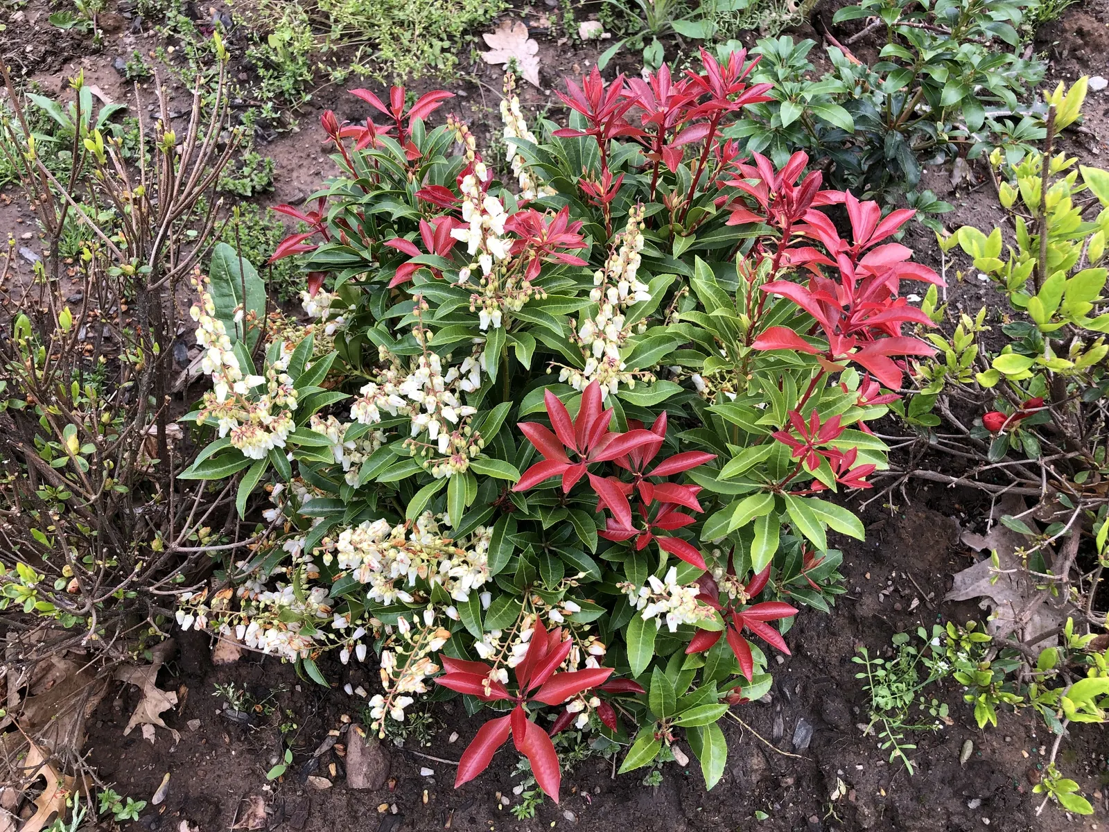 Mountain Fire Japanese Pieris (Pieris Japonica 'Mountain Fire') — is a striking ornamental shrub that serves as a dazzling focal point in a variety of
