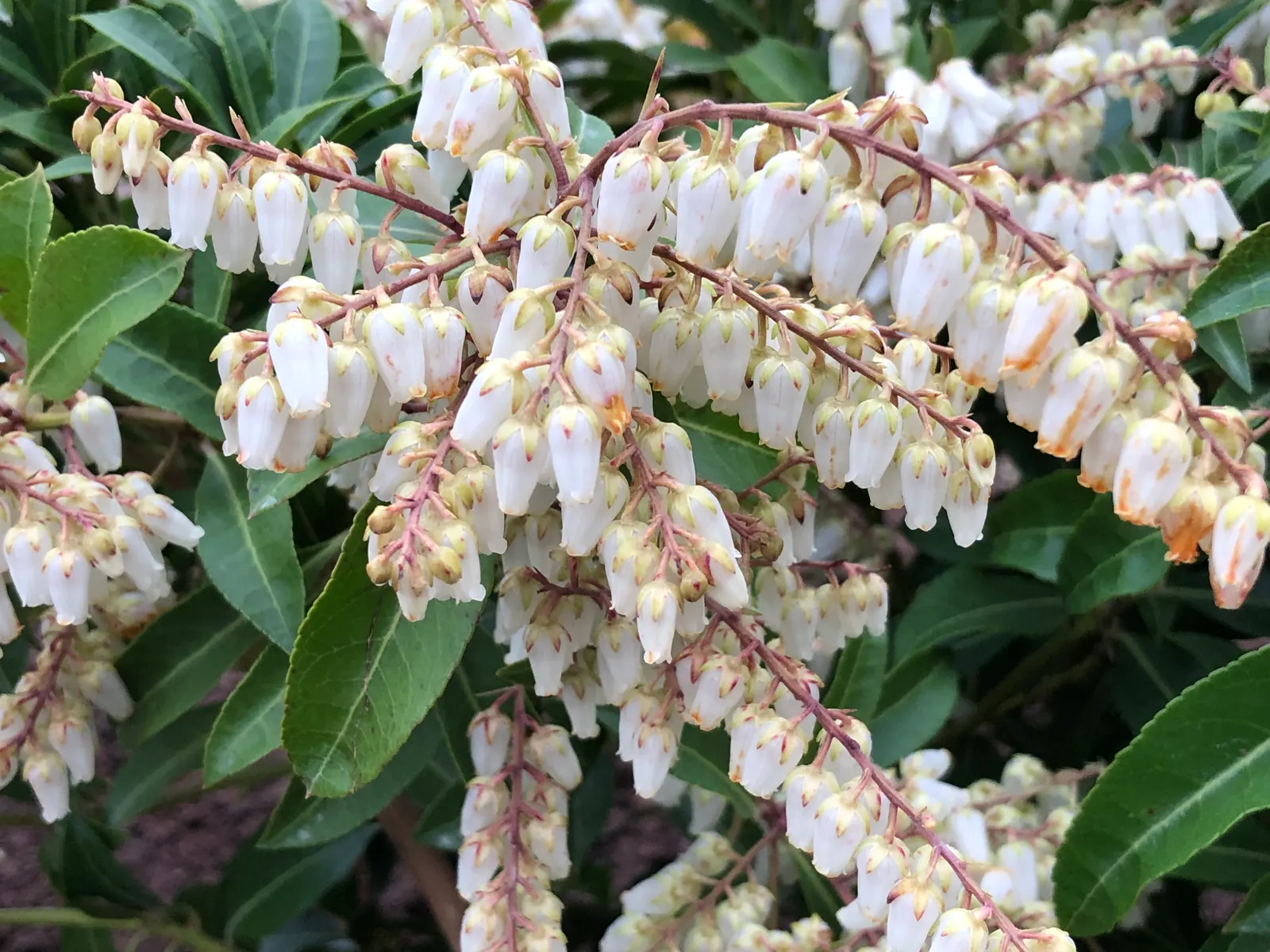 Mountain Fire Japanese Pieris (Pieris Japonica 'Mountain Fire') — Ideally planted in acidic soil; showcases fiery red young foliage that matures to deep green