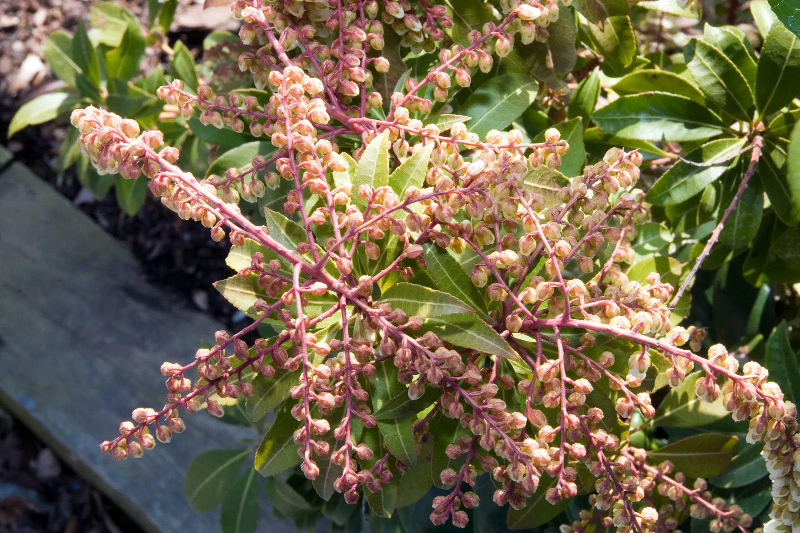 Mountain Fire Japanese Pieris (Pieris Japonica 'Mountain Fire') — Periodic mulching can also aid in maintaining soil moisture levels and providing necessary