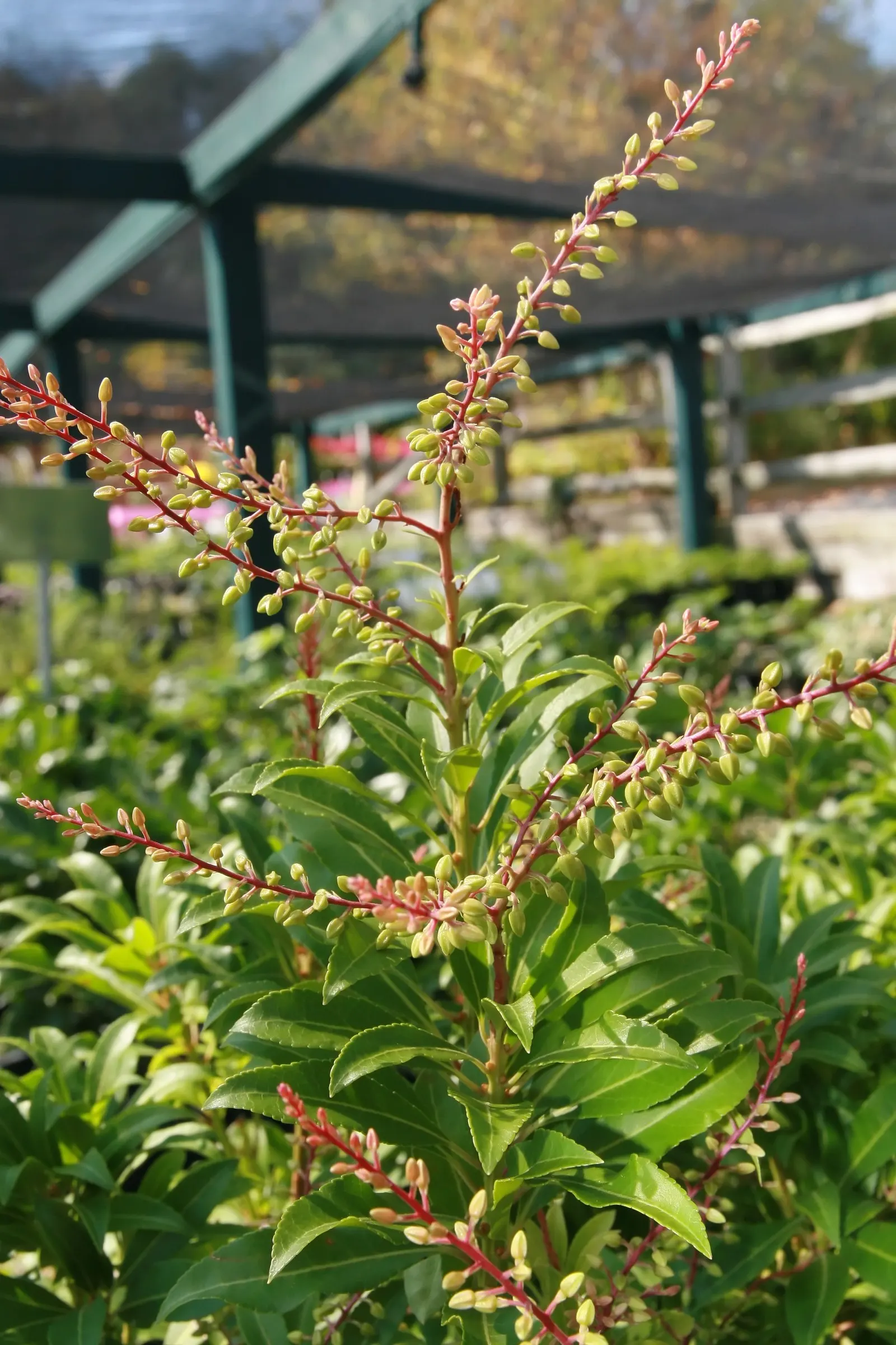 Mountain Fire Japanese Pieris (Pieris Japonica 'Mountain Fire') — reminiscent of the lily of the valley