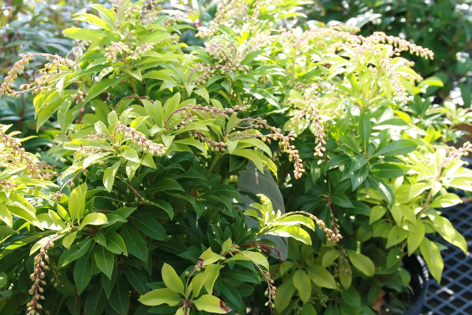 Mountain Fire Japanese Pieris (Pieris Japonica 'Mountain Fire') — showcases fiery red young foliage that matures to deep green; providing a dramatic contrast
