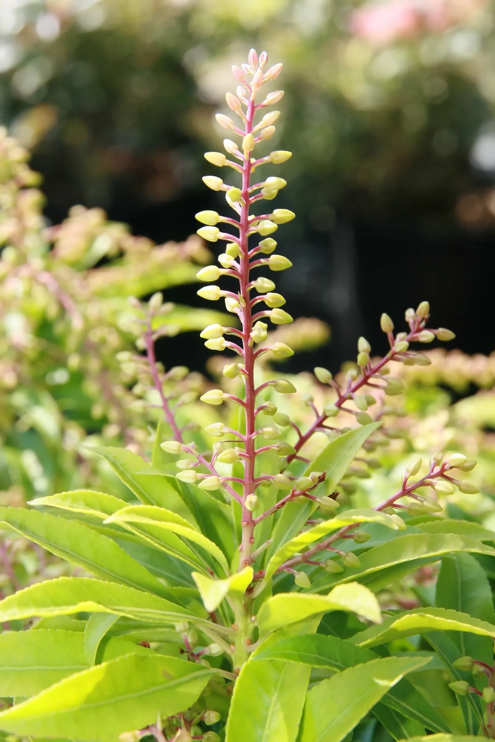 Mountain Fire Japanese Pieris (Pieris Japonica 'Mountain Fire') — It is hardy in USDA zones 5-8 and requires well-drained, moist soil for optimal growth