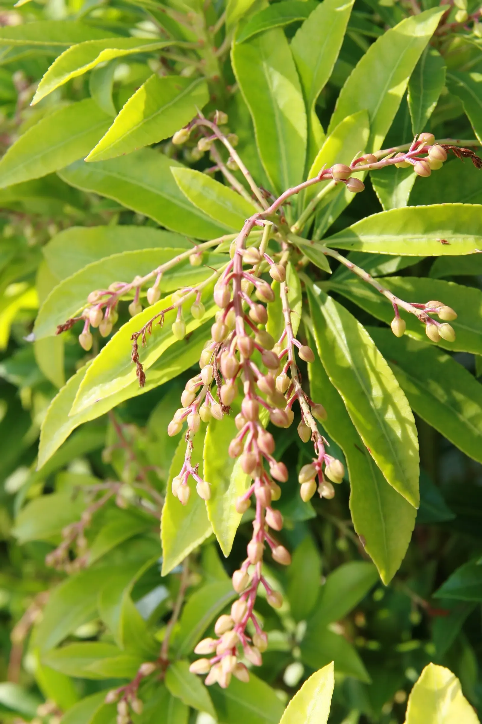 Mountain Fire Japanese Pieris (Pieris Japonica 'Mountain Fire') — which matures into a deep