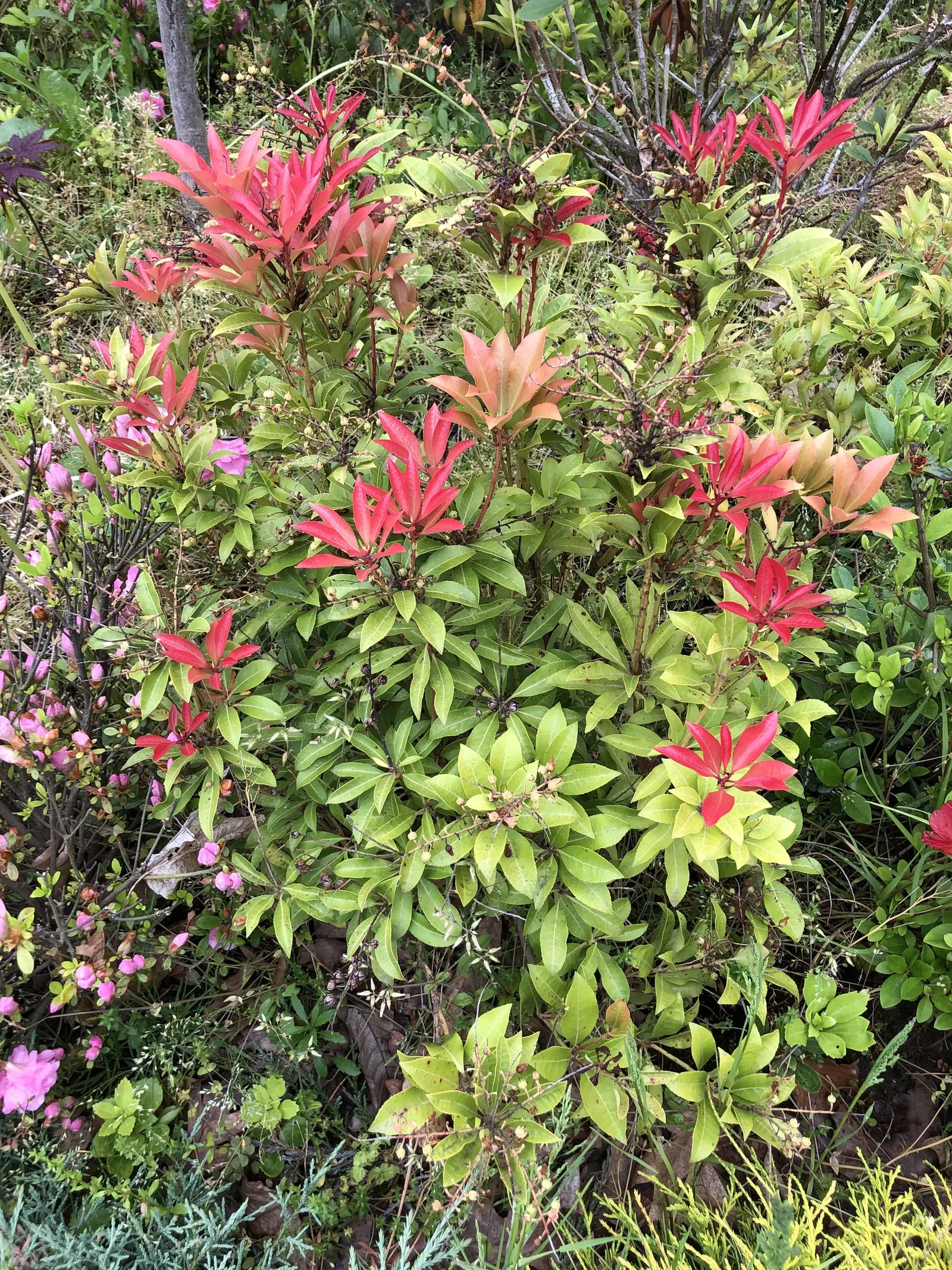 Mountain Fire Japanese Pieris (Pieris Japonica 'Mountain Fire') — broadleaf evergreen / shrub with white blooms