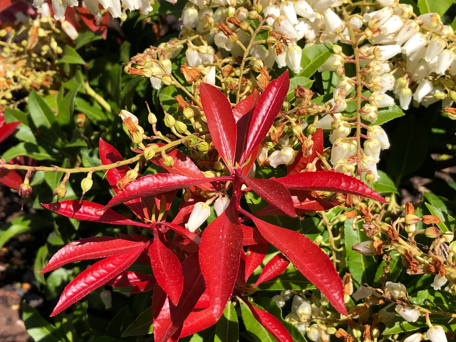 Mountain Fire Japanese Pieris (Pieris Japonica 'Mountain Fire') — Ideally planted in acidic soil