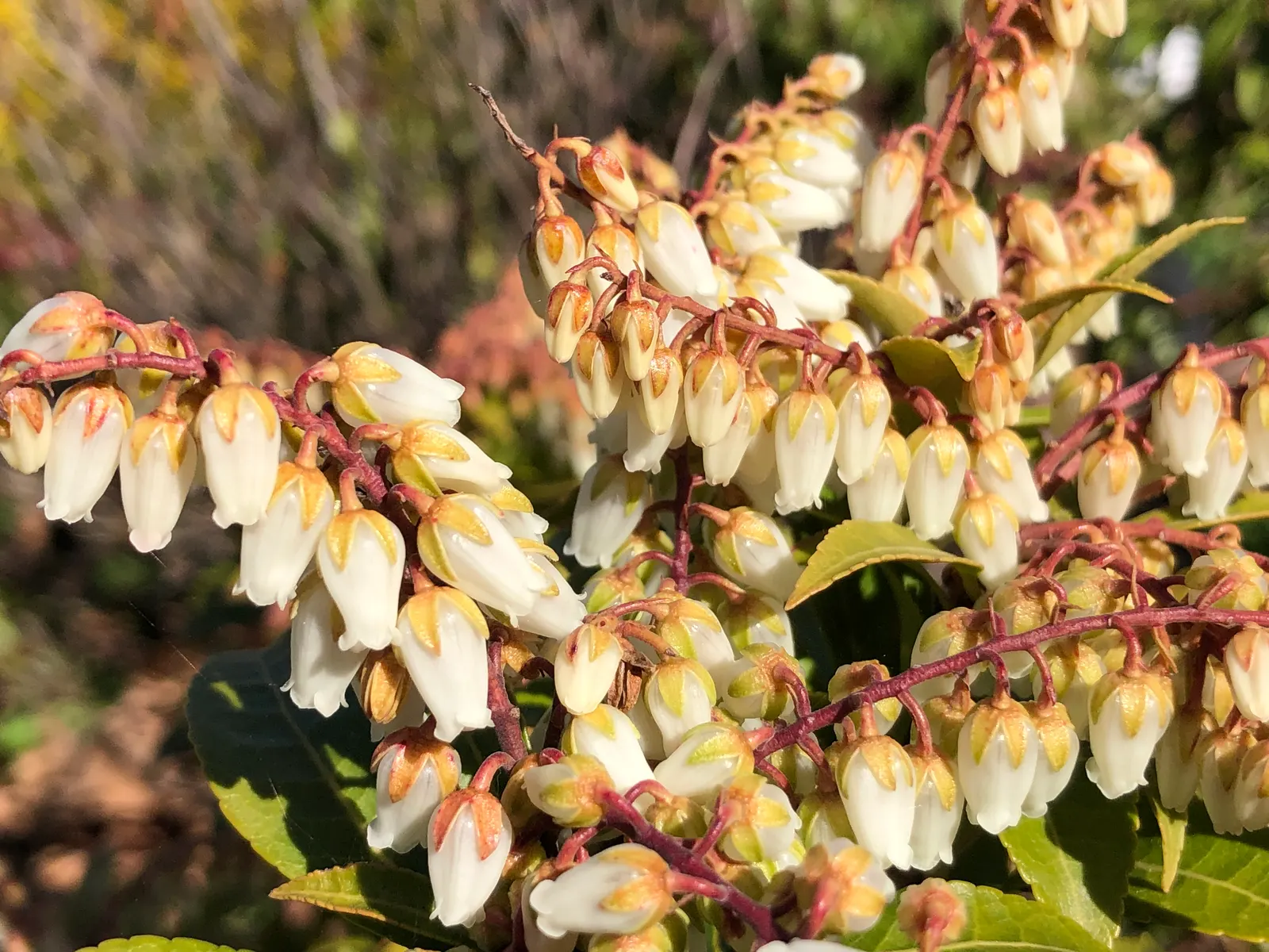 Mountain Fire Japanese Pieris (Pieris Japonica 'Mountain Fire') — It is hardy in USDA zones 5-8 and requires well-drained, moist soil for optimal growth; or as