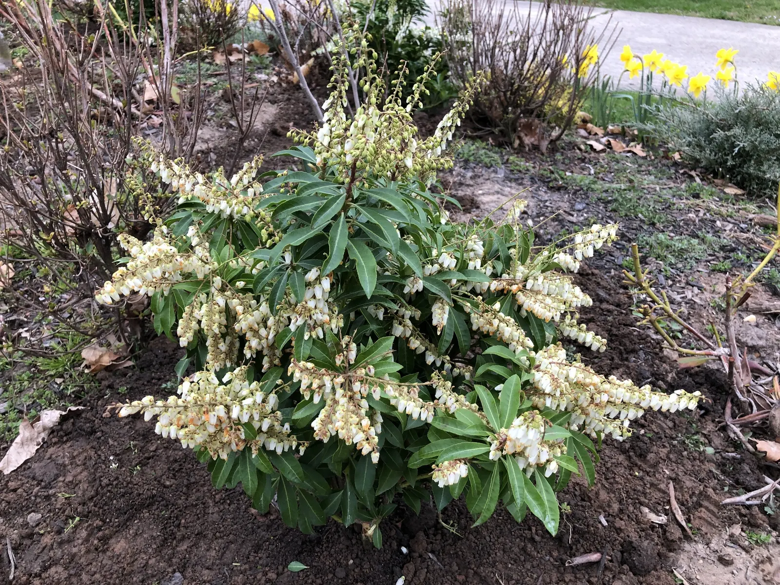 Mountain Fire Japanese Pieris (Pieris Japonica 'Mountain Fire') — is a striking ornamental shrub that serves as a dazzling focal point in a variety, image 31