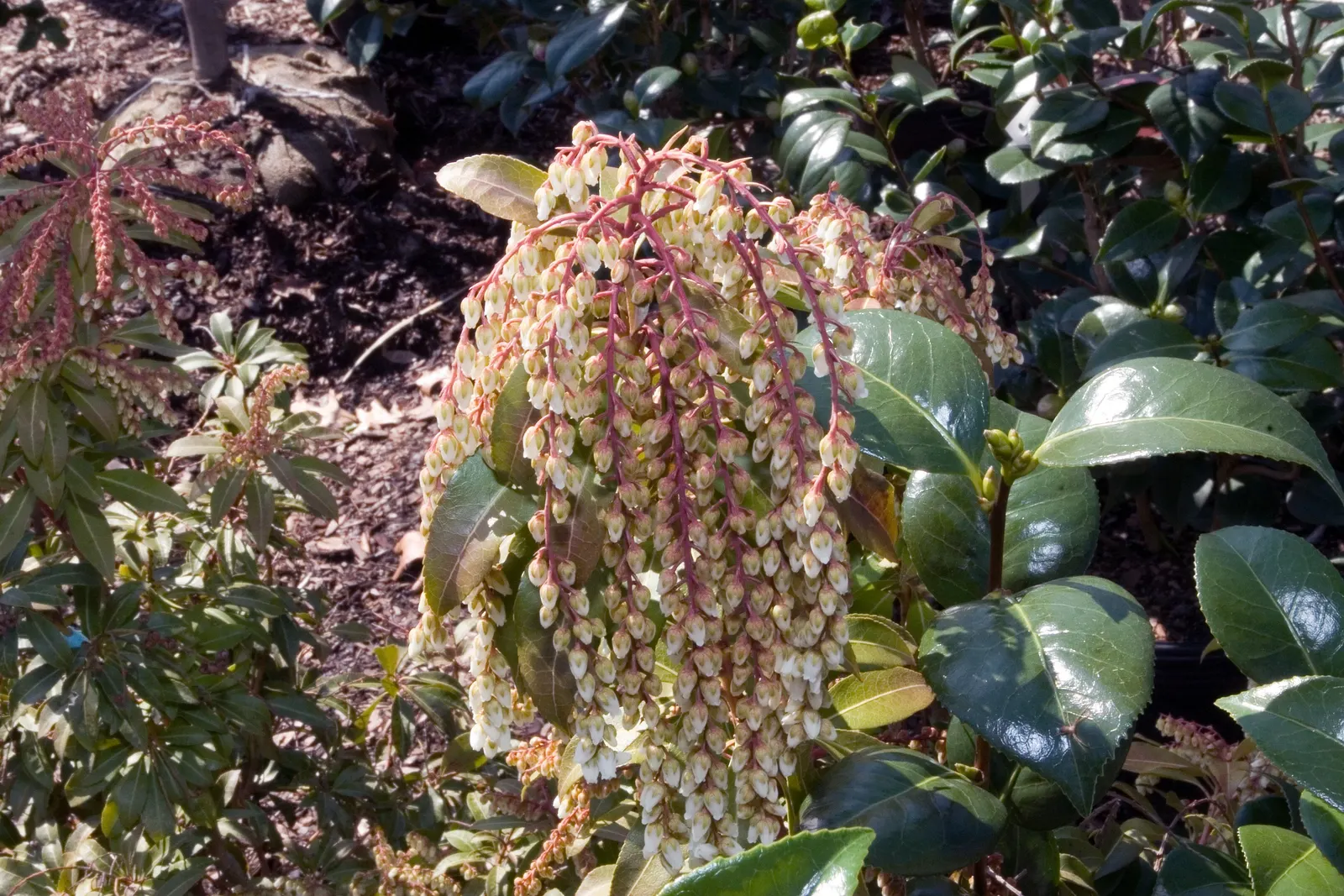 Mountain Fire Japanese Pieris (Pieris Japonica 'Mountain Fire') — it thrives in part shade to full sun and reaches 4-8 ft in height with a 3-5 ft spread; this