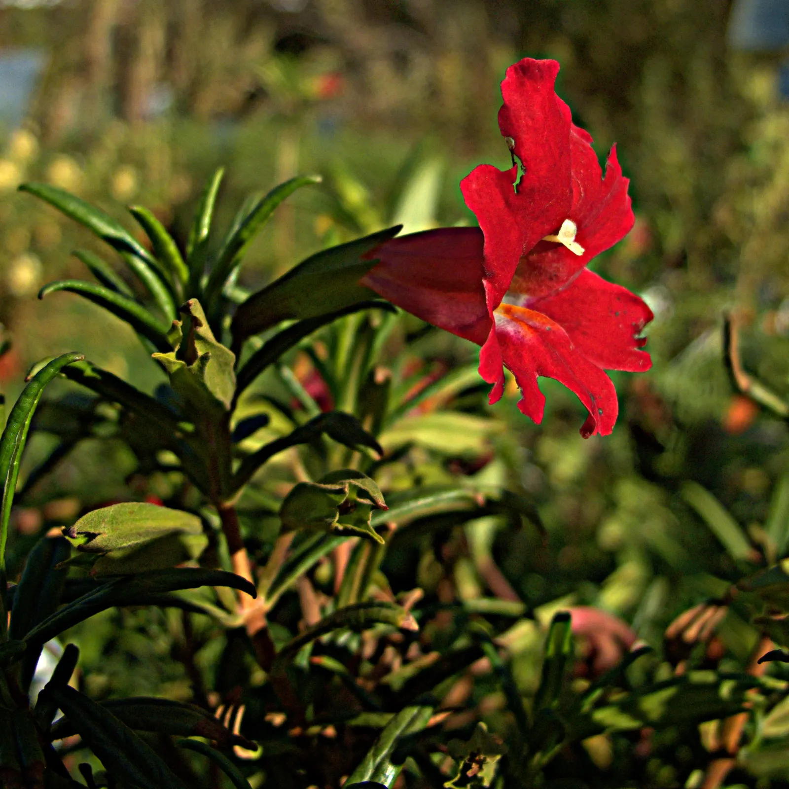 Sticky Monkey Flower (Mimulus Aurantiacus) — The Sticky Monkey Flower (Mimulus aurantiacus) offers vibrant beauty with its trumpet-shaped