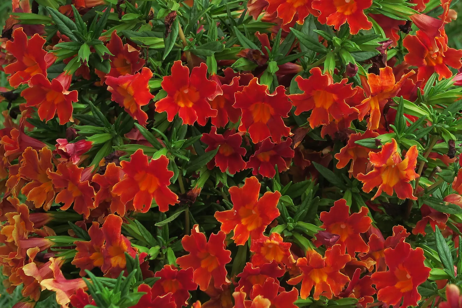 Sticky Monkey Flower (Mimulus Aurantiacus) — orange blossoms adorning the landscape