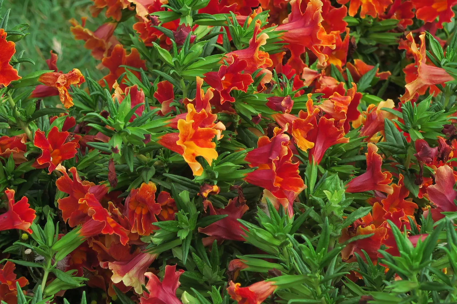 Sticky Monkey Flower (Mimulus Aurantiacus) — Thriving in USDA zones 7-10, this evergreen perennial prefers well-drained soils and full to partial sun