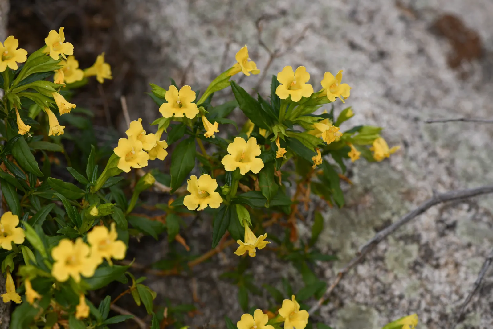 Sticky Monkey Flower (Mimulus Aurantiacus) — Growing 1-3 feet tall and wide