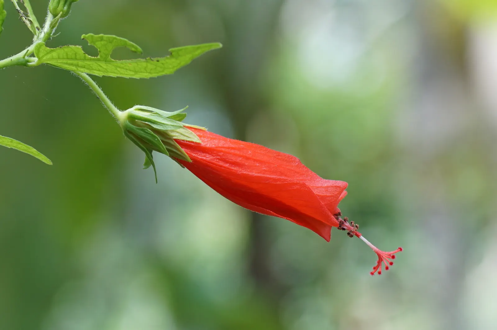 Giant Turk's Cap, Wax Mallow (Malvaviscus Arboreus) — This deciduous perennial is well-regarded for its twisted; is a vibrant and attractive flowering shrub
