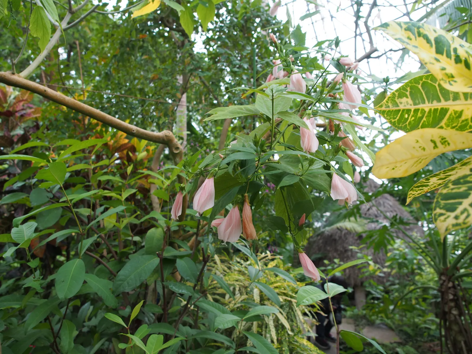 Giant Turk's Cap, Wax Mallow (Malvaviscus Arboreus) — perennial / shrub with red blooms; the Wax Mallow requires a well-drained soil