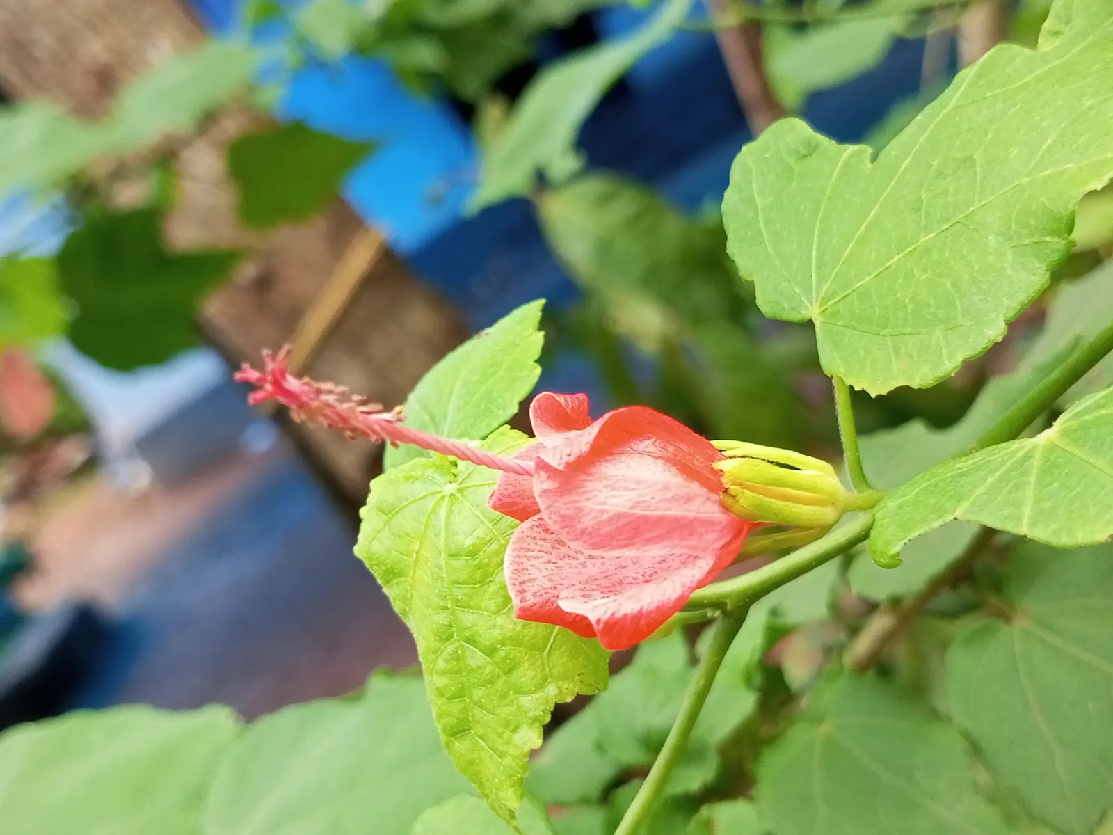 Giant Turk's Cap, Wax Mallow (Malvaviscus Arboreus) — calling for minimal maintenance while rewarding the landscape with an incessant display of, image 59