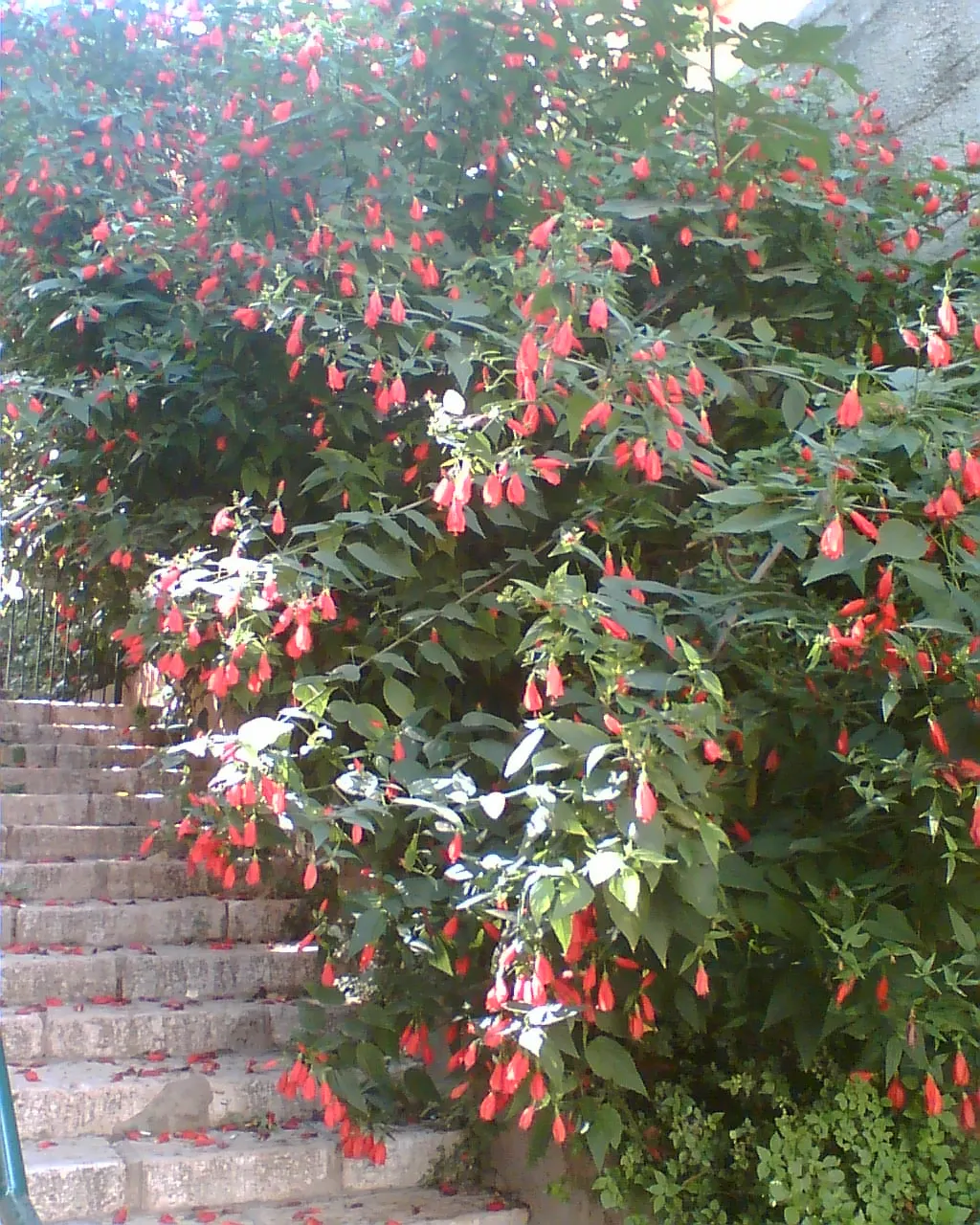 Giant Turk's Cap, Wax Mallow (Malvaviscus Arboreus) — perennial / shrub for full or half; hardiness is typically from USDA zones 7 through 11.<br><br>When