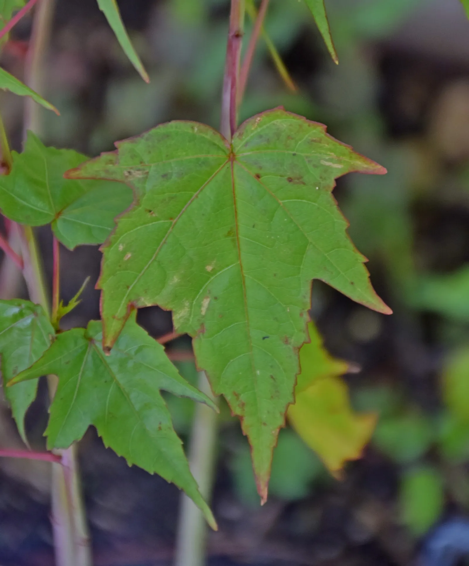Giant Turk's Cap, Wax Mallow (Malvaviscus Arboreus) — This robust evergreen shrub flourishes in full sun to partial shade; a versatility that is, image 68