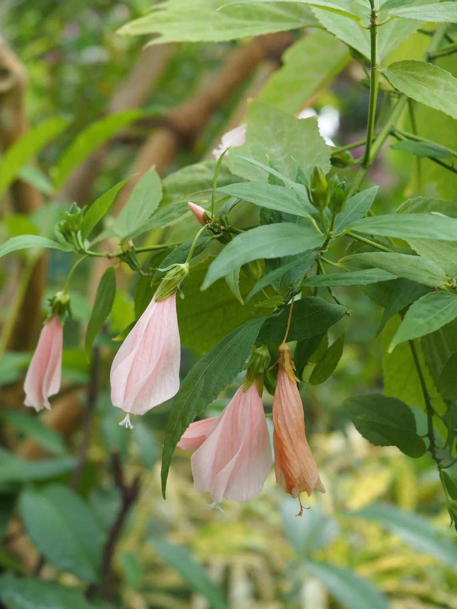 Giant Turk's Cap, Wax Mallow (Malvaviscus Arboreus) — which grow up to 6 inches in length; known by its botanical name Malvaviscus arboreus