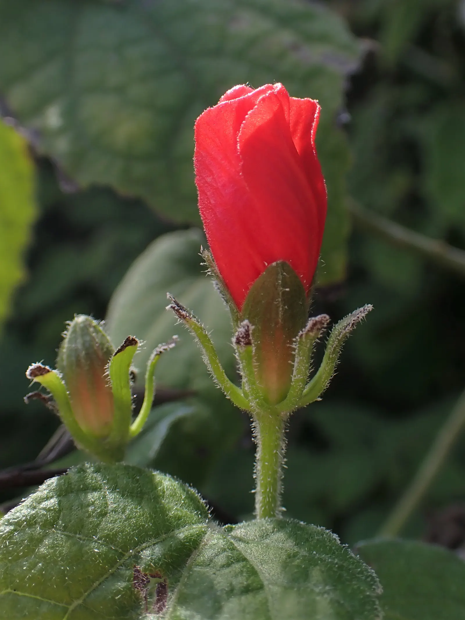 Giant Turk's Cap, Wax Mallow (Malvaviscus Arboreus) — offer an additional texture to its dense form.<br><br>For optimal growth; hold a special appeal to