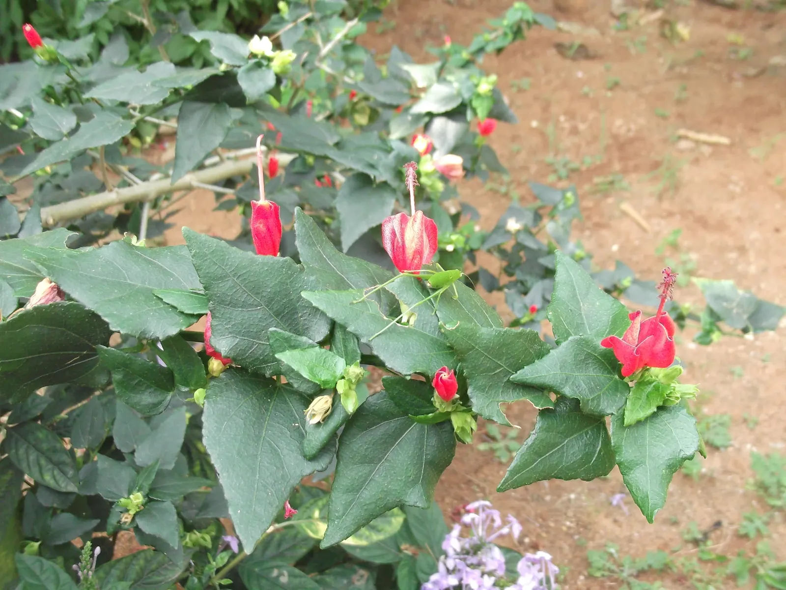 Giant Turk's Cap, Wax Mallow (Malvaviscus Arboreus) — This robust evergreen shrub flourishes in full sun to partial shade; a versatility that is beneficial in