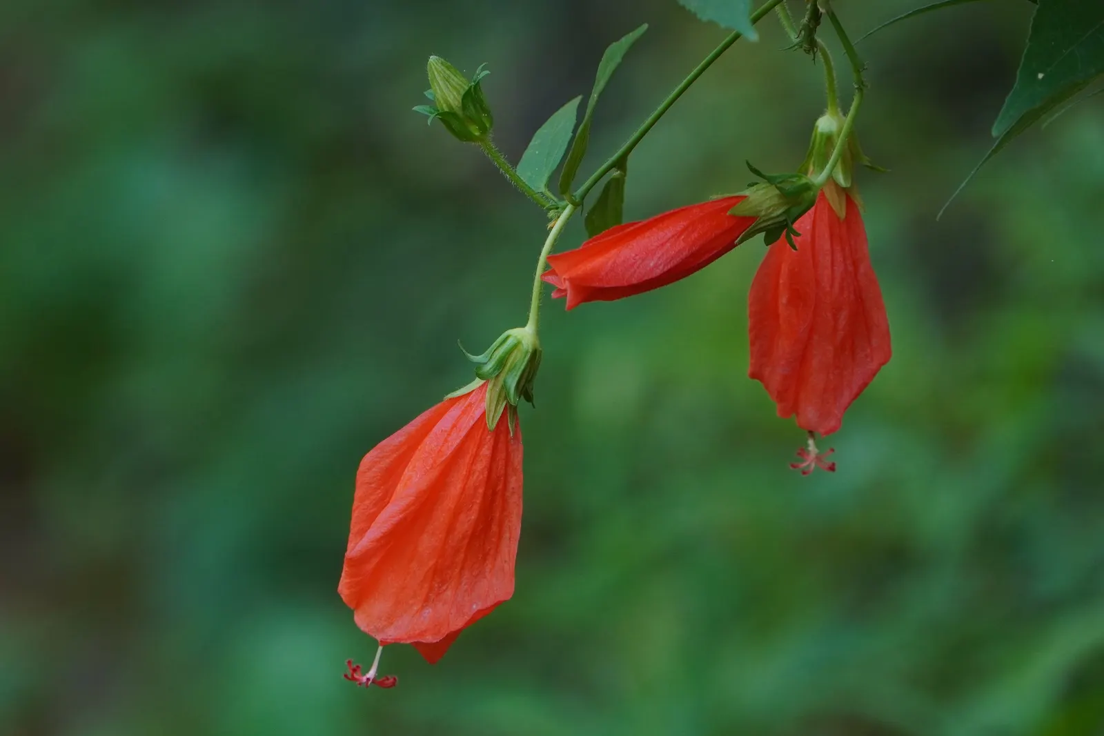 Giant Turk's Cap, Wax Mallow (Malvaviscus Arboreus) — reaching heights of 8-10 feet